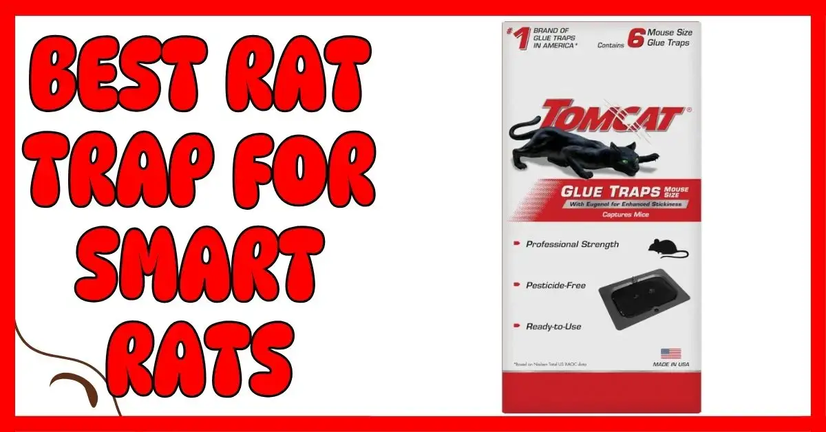 Best Rat Trap for Smart Rats