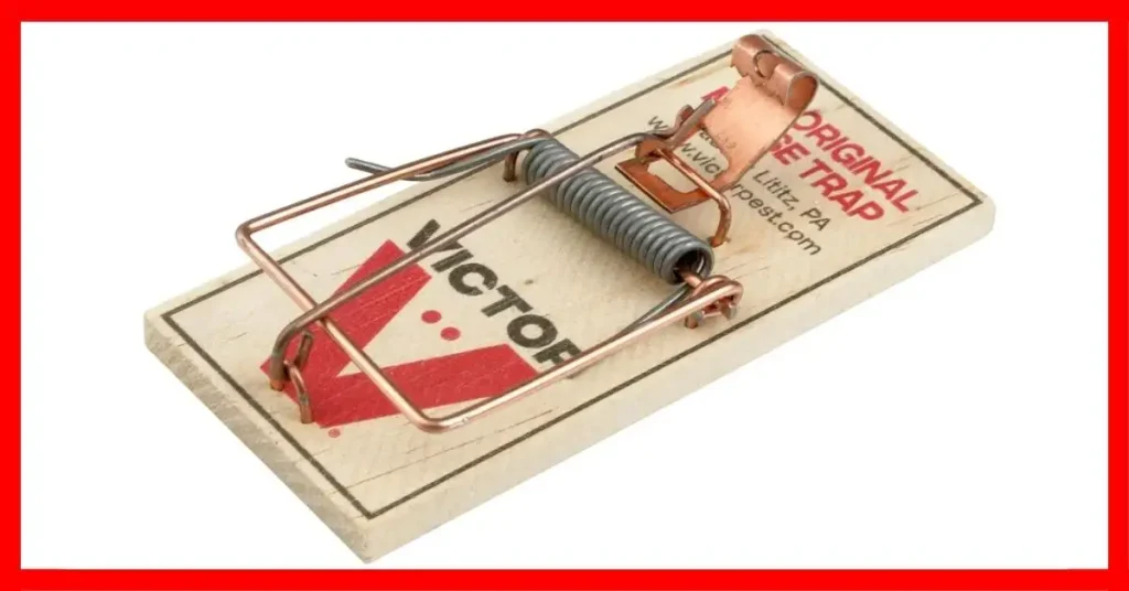 Best Rat Trap for Smart Rats