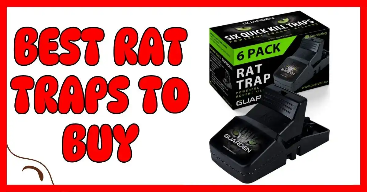 Best Rat Traps to Buy