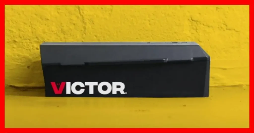 Best Rat Traps to Buy