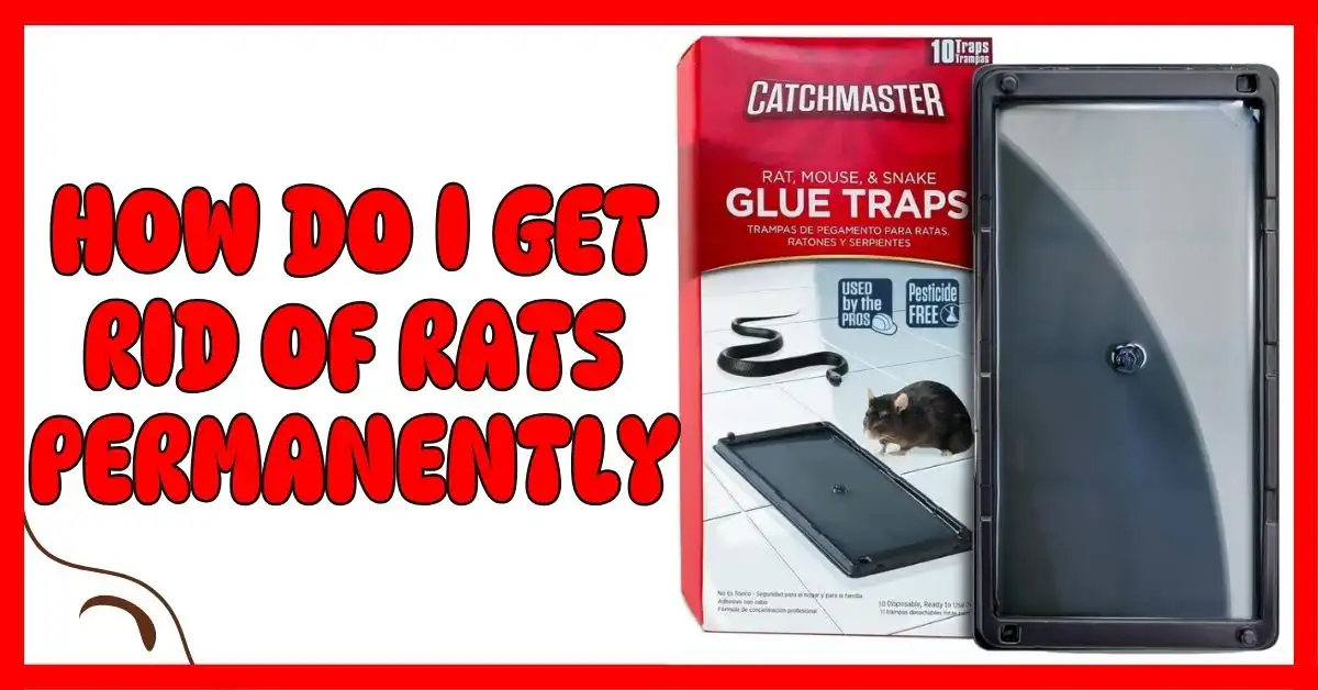 How Do I Get Rid of Rats Permanently