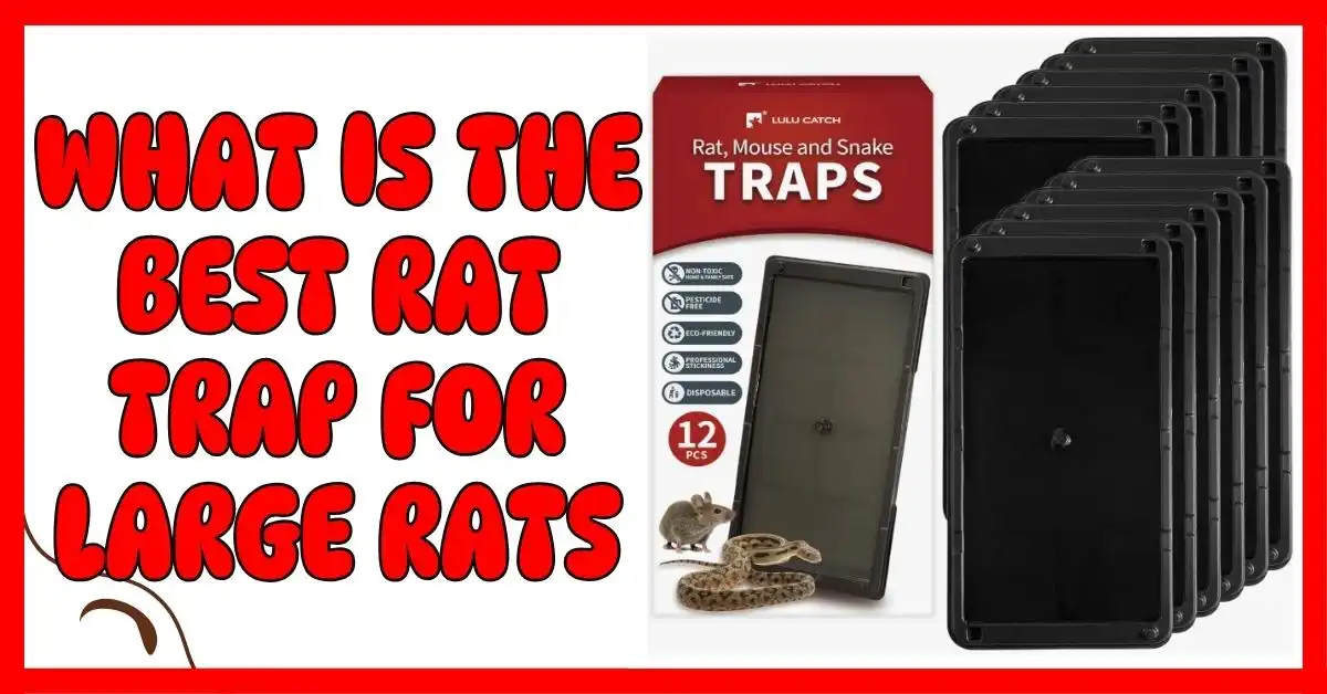 What Is the Best Rat Trap for Large Rats