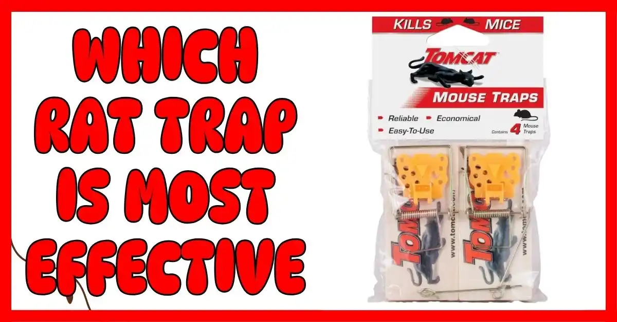 Which Rat Trap Is Most Effective